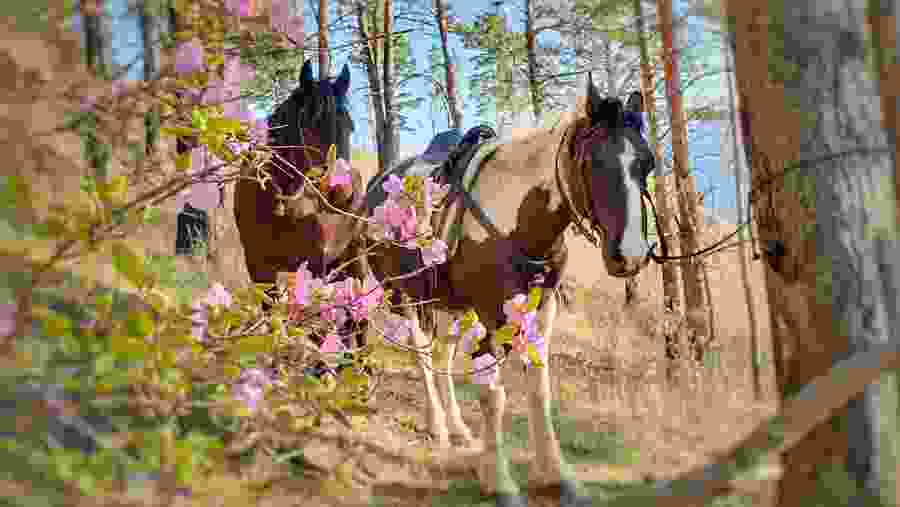 American Paint Horse