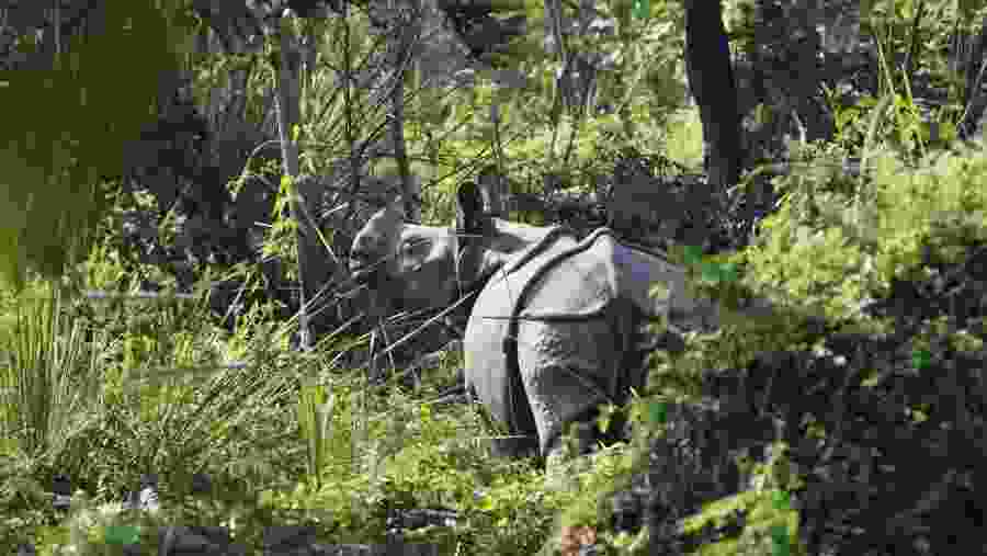 Rhinos in Chitwan National Park