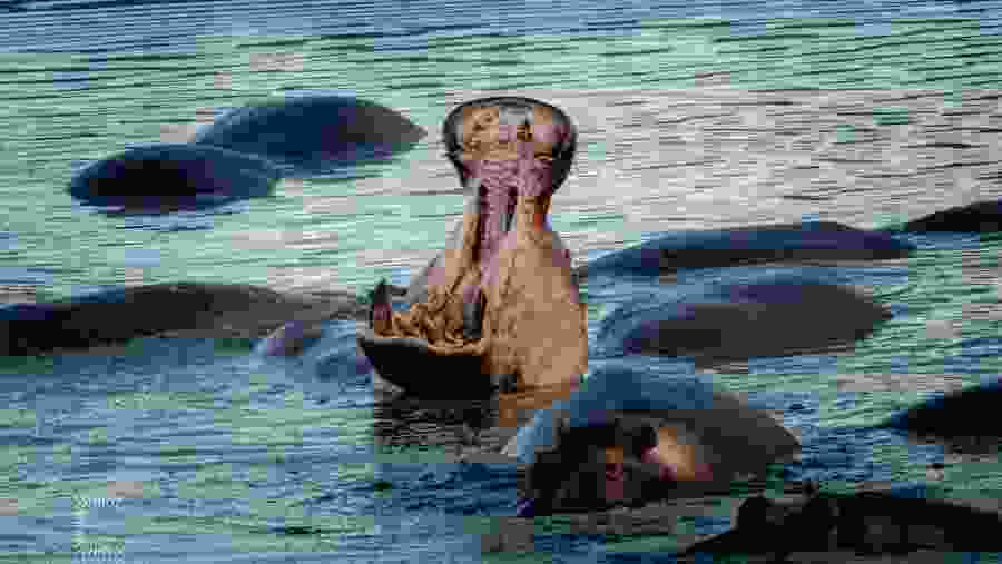 Spot the aquatic animals of Africa