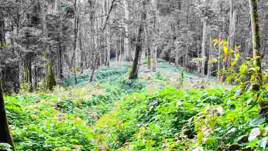 Bwindi Forest
