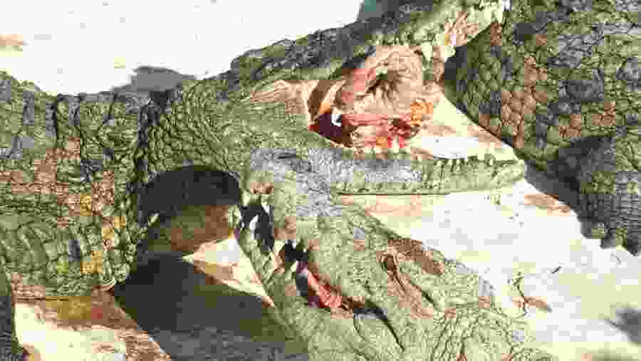 From Hammamet to Djerba