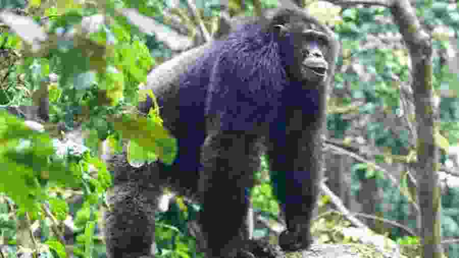 Gorilla Safari