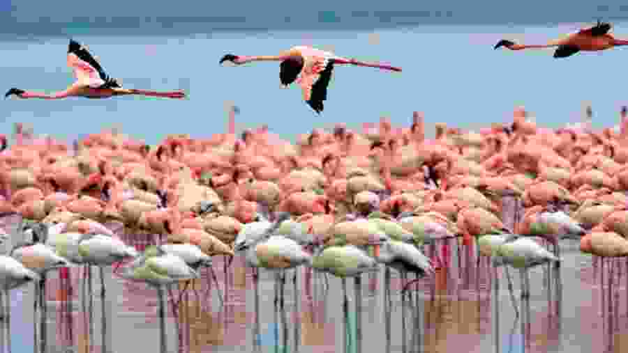 The Flamingos in Lake Nakuru
