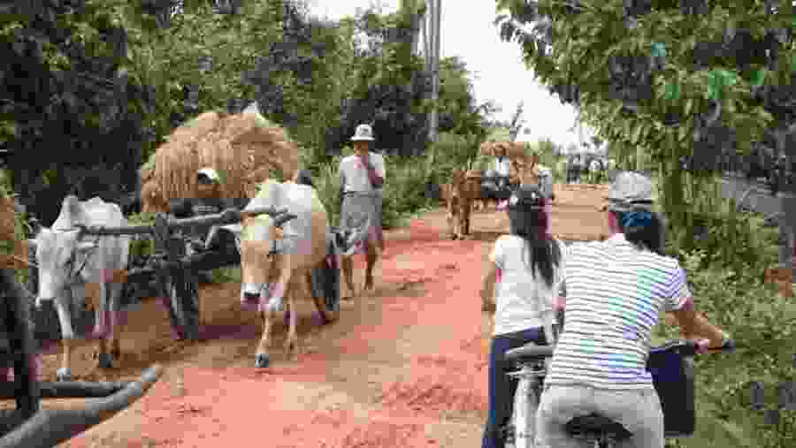 Bullock carts