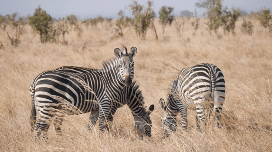 Zebras in Mikumi National Park