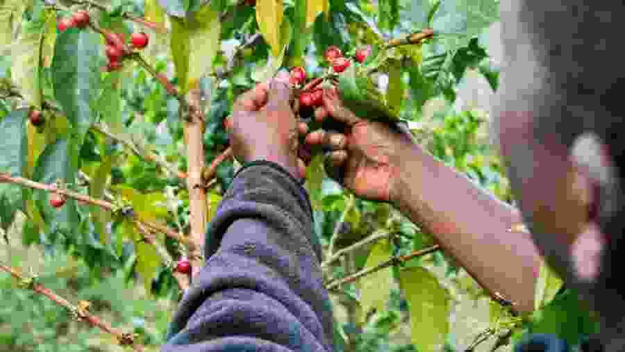 Coffee Plantation