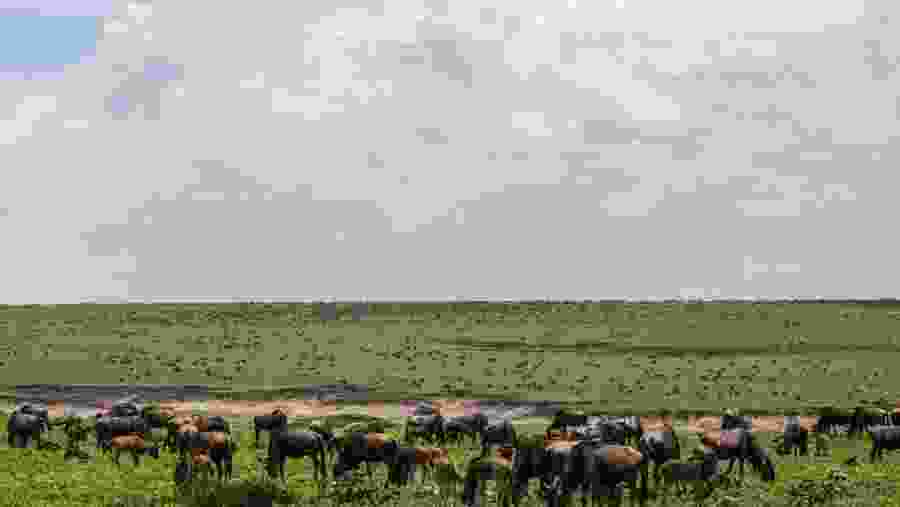 Wildlife in Maasai Mara National Reserve