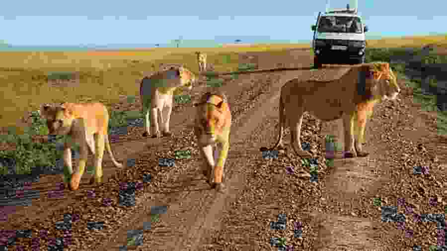 Encounter lions up close in Amboseli National Park