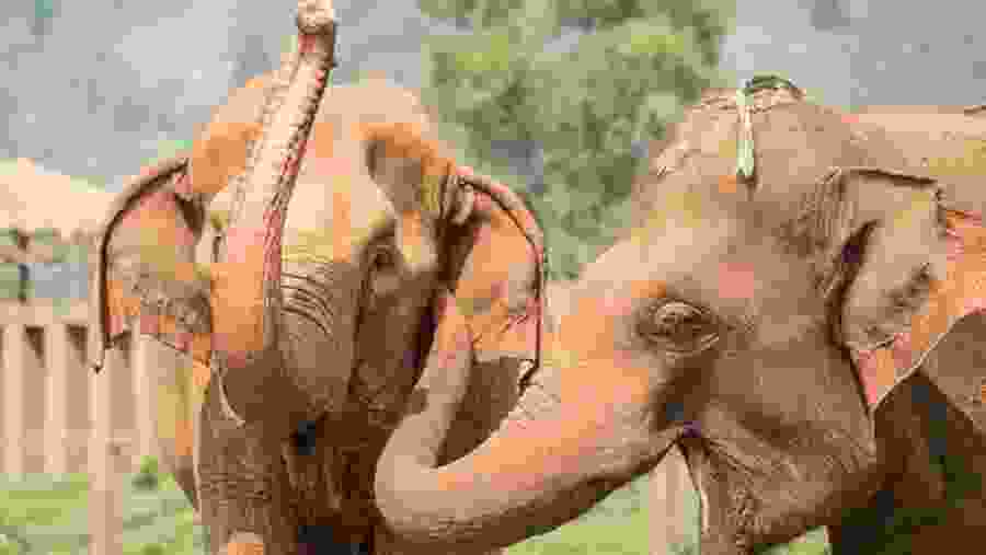 Baby elephants in David Sheldrick Elephant Orphanage