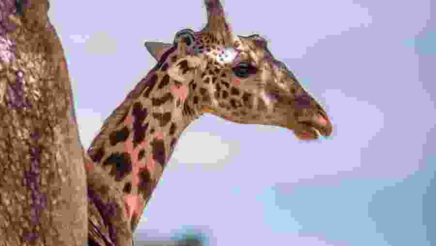 Spot towering giraffes