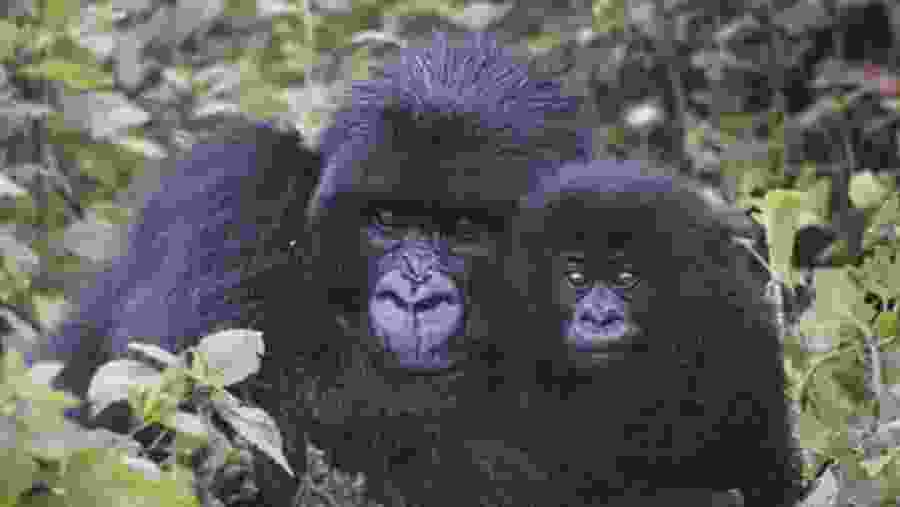 Witness the Familial Bond between Gorillas