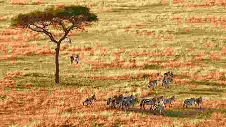 Watch Spectacular Herd of Zebras in Serengeti