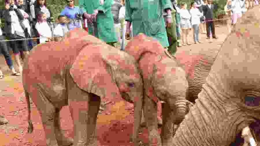 David Sheldrick Elephant orphanage
