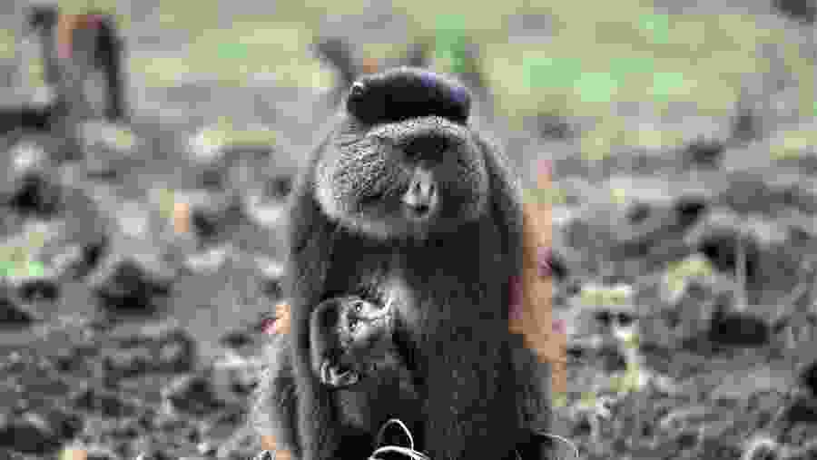 Bisoke Hike & Golden Monkey Trekking