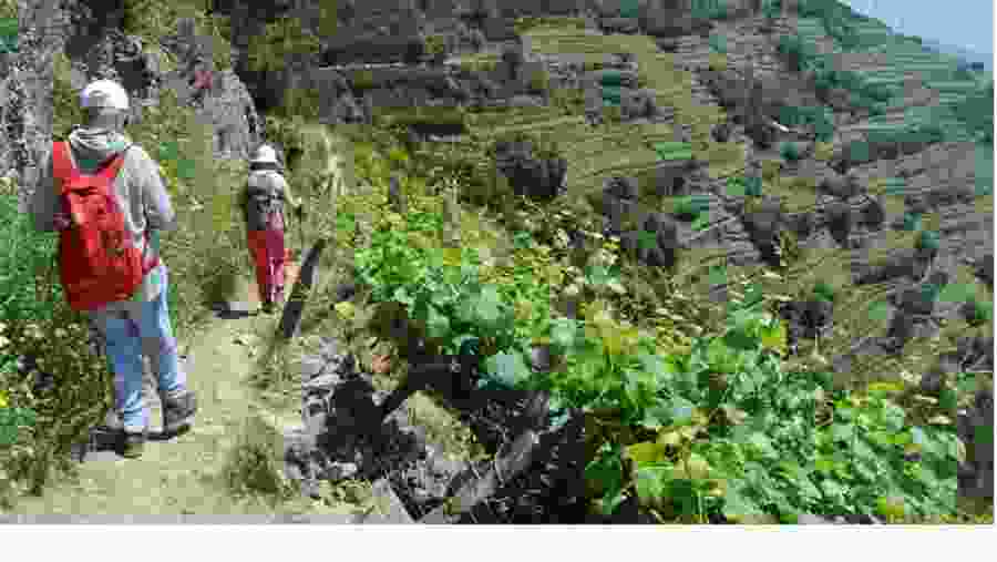 Hike thorough Italian vineyards