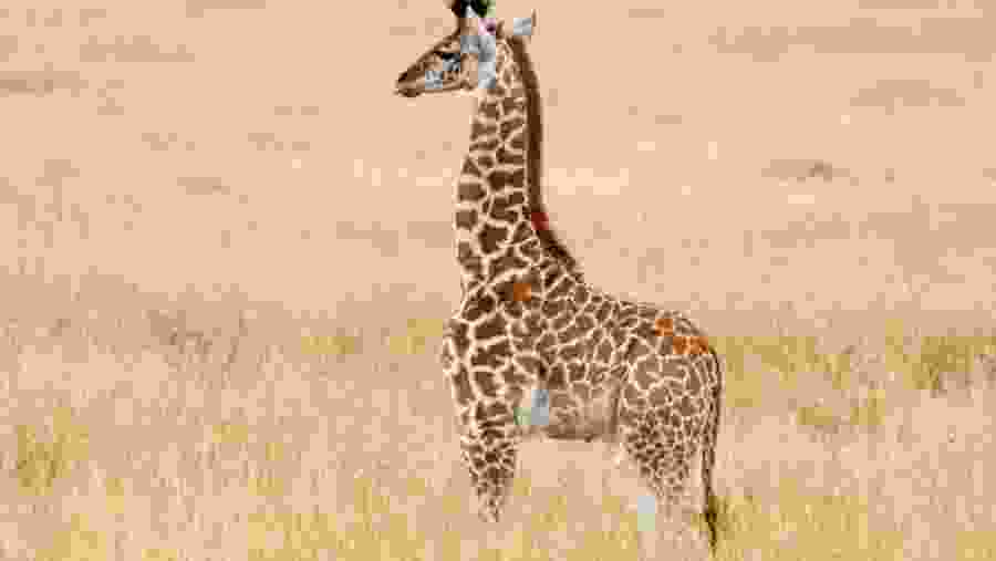 Witness the enchanting wildlife amidst dense savannahs