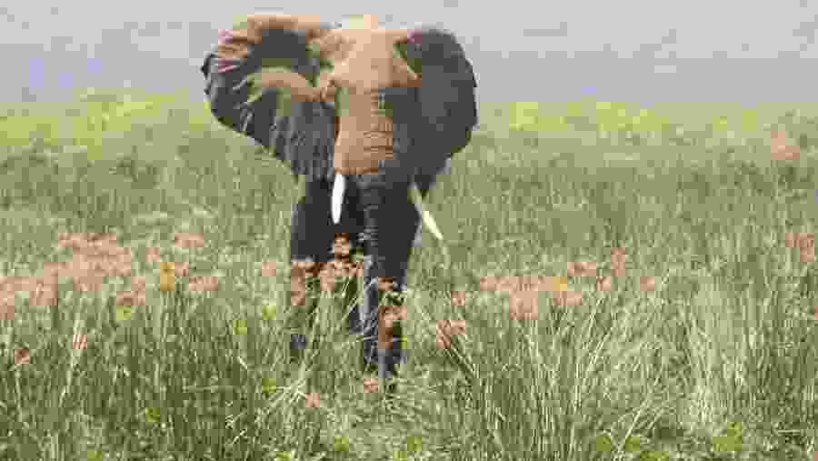 Elephant