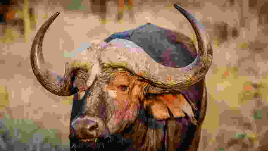 Water Buffalo