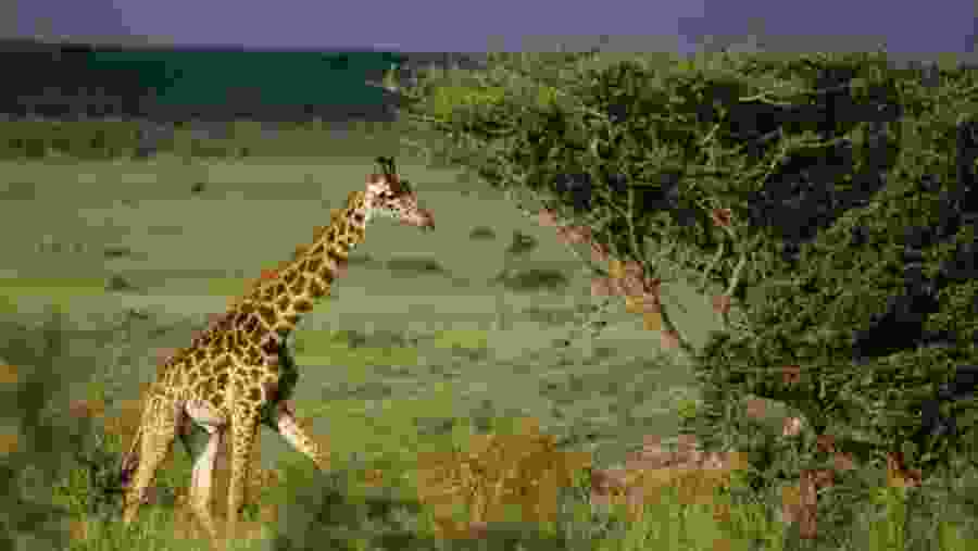 Giraffe in Nairobi National Park