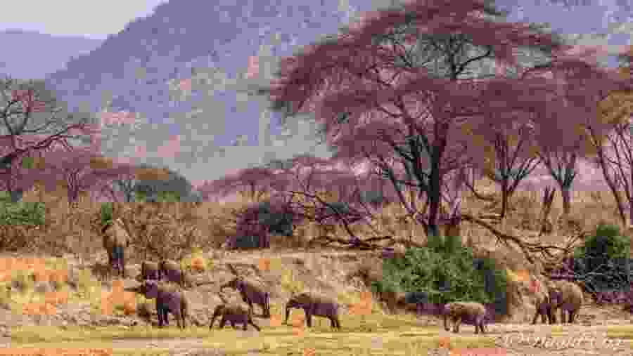 Herds of elephants in Tarangire National Park