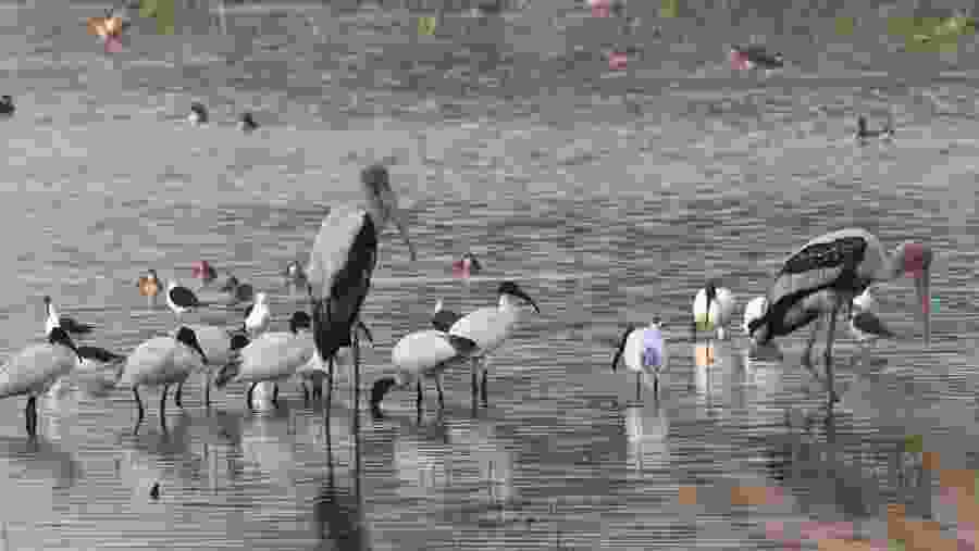 Sultanpur Bird Sanctuary