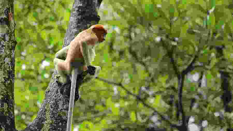 View animals at the Magrove Center