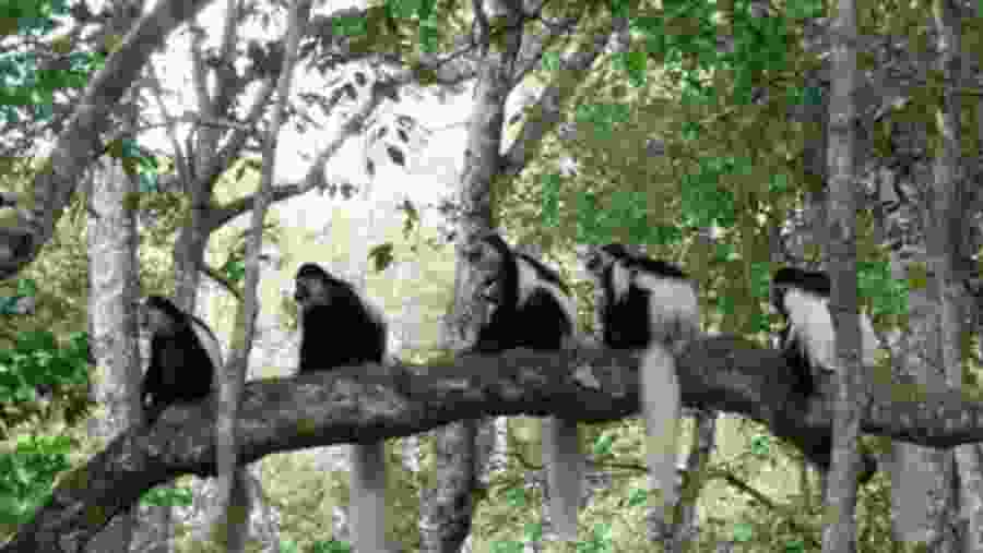 Spot Monkeys in Arusha National Park