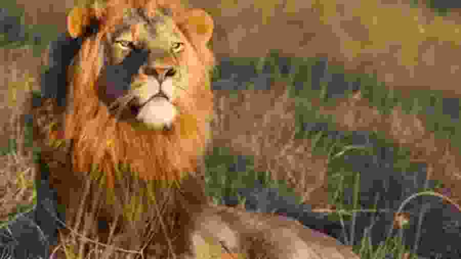 Sossusvlei & Coast & Etosha National Park