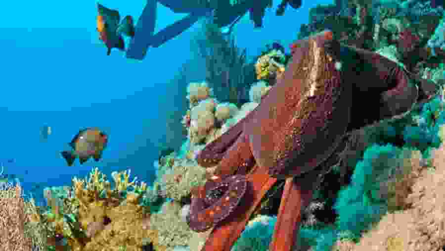 Reefs of Giftun Island