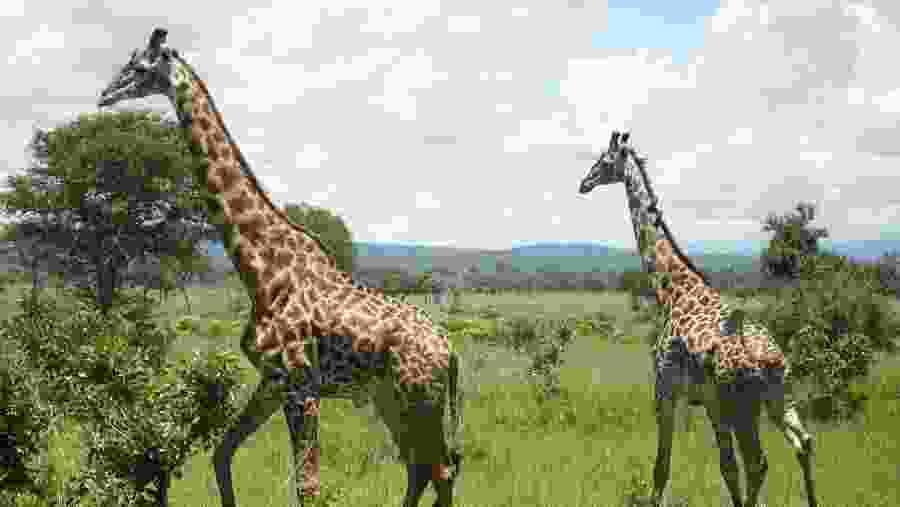 Tallest resident of the plains