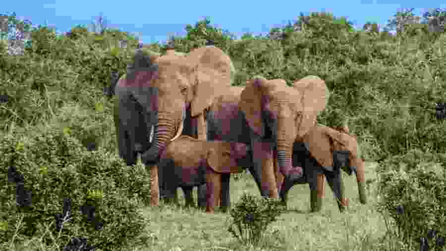 Kenya Elephants