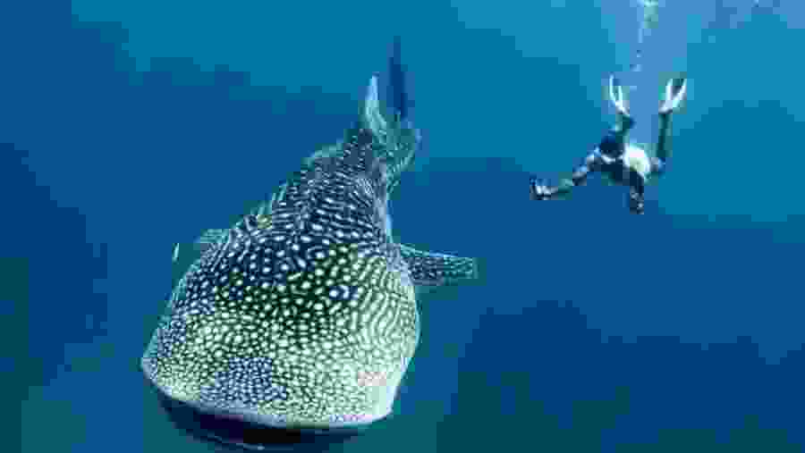 Marvel at up close animal experiences