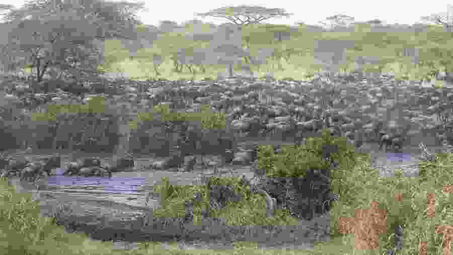 See the Astounding Wildebeests at Seronera River