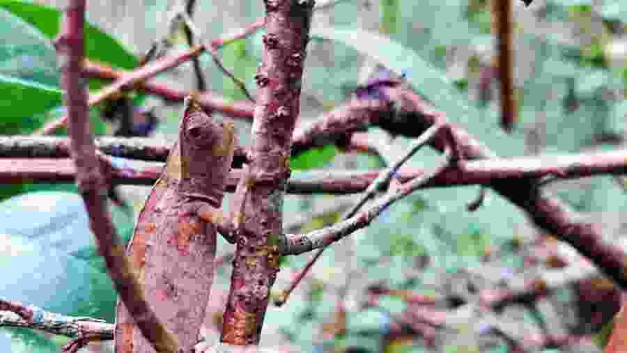 Witness the unique ecosystem at Andasibe National Park