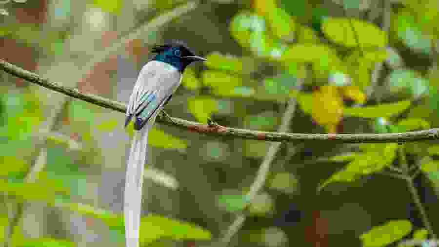 Asian Paradise Flycatcher