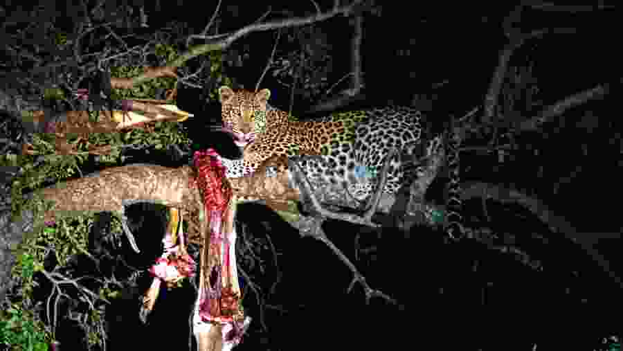 Witness the wildlife