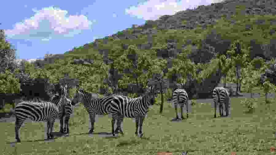 Grevy's Zebras