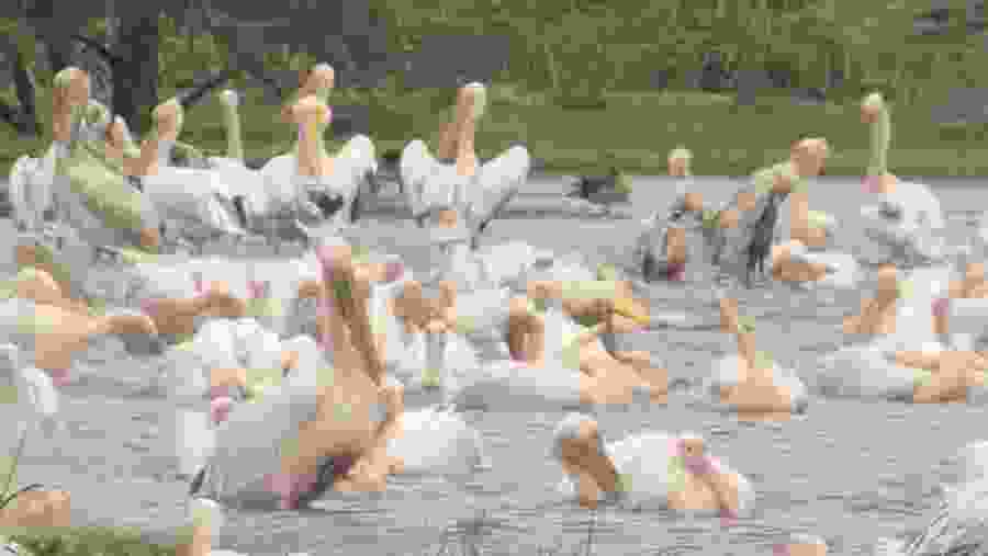 Pelicans on Lake Manyara