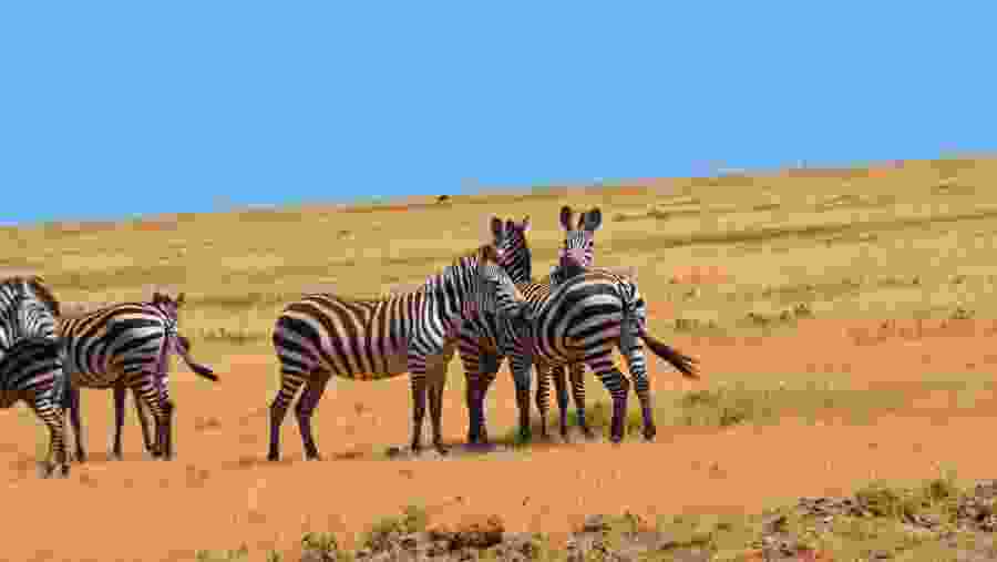 Zebras