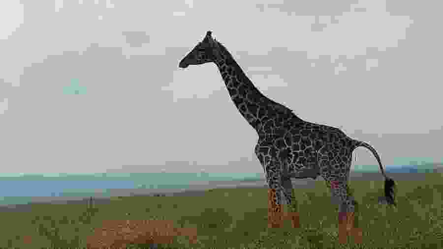 Masai Giraffe