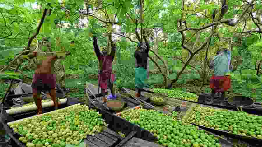 Floating Guava Market
