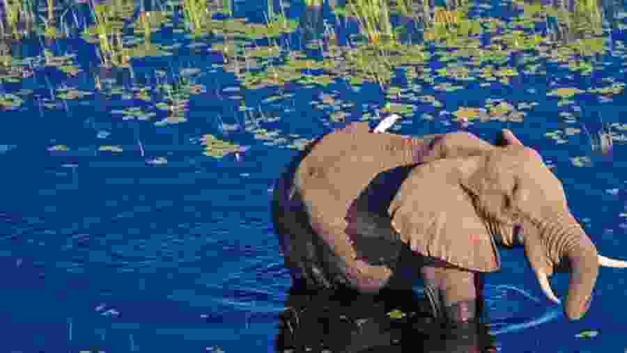 Witness the African wildlife