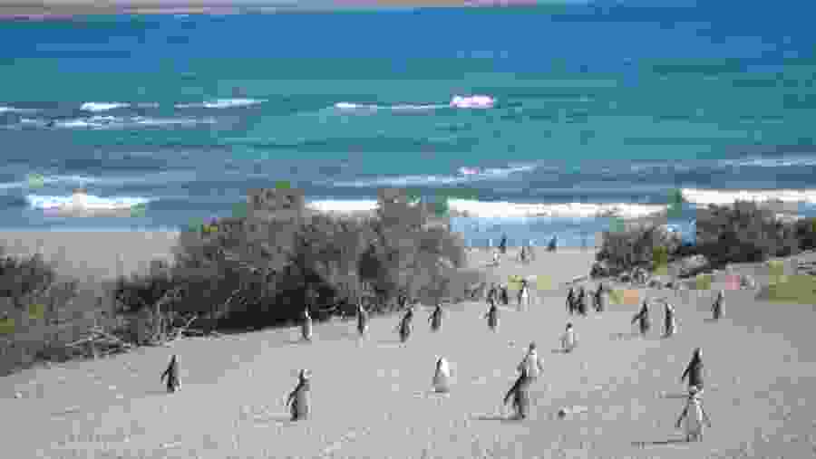 Penguins on the beach at Punta Tombo