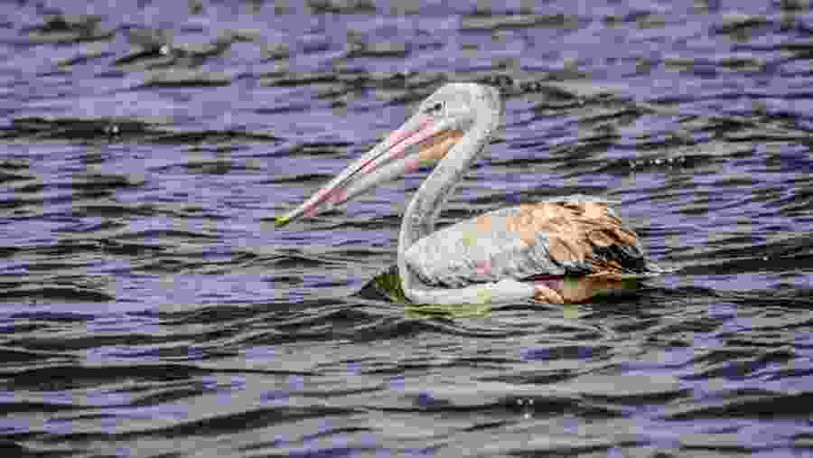 Spot-billed pelican