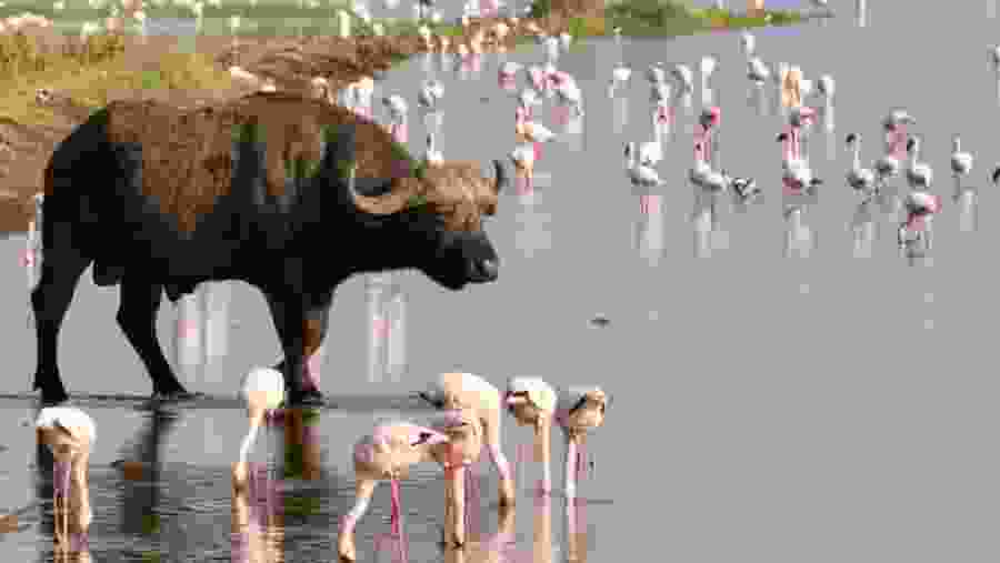 Wildlife in Lake Nakuru Park