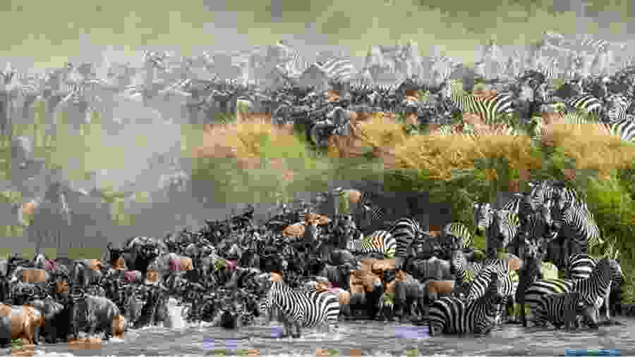 Witness the African wildlife