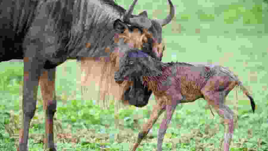 Witness diverse wildlife