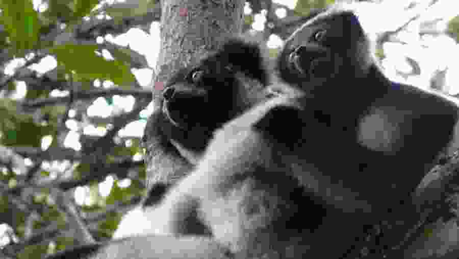 Witness tIndri Andasibe