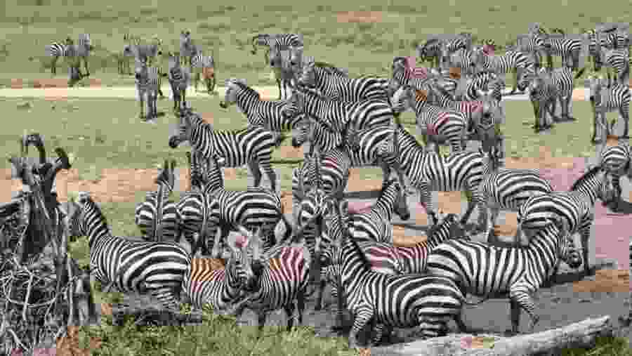 Zebras