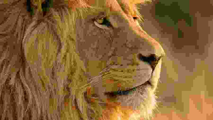 African Lion